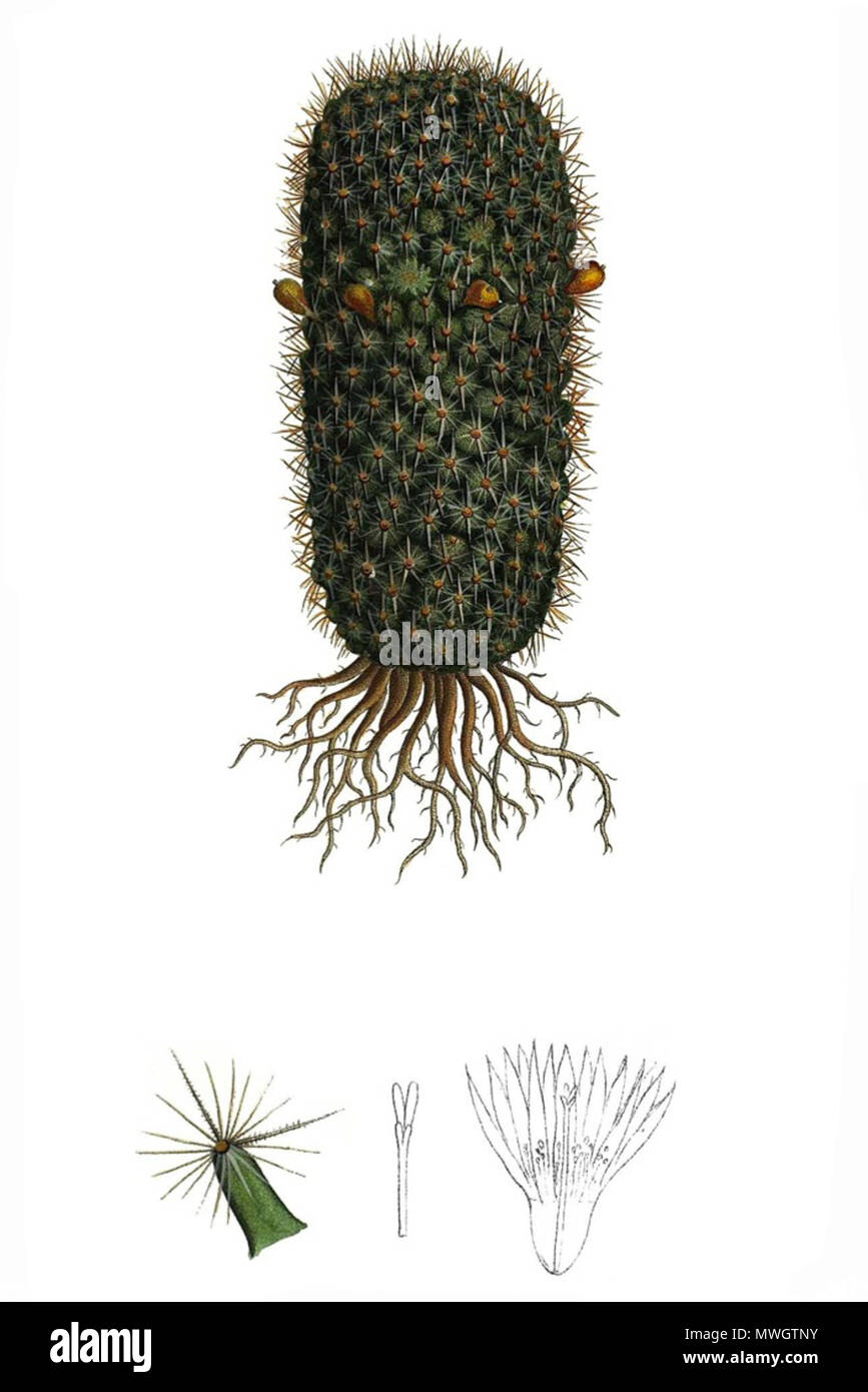 . Mammillaria eriacantha . 1843. Il dott. L. Pfeiffer & P. Otto Peter A. Mansfeld per l'immagine filtred. 390 Mammillaria eriacantha pm Foto Stock