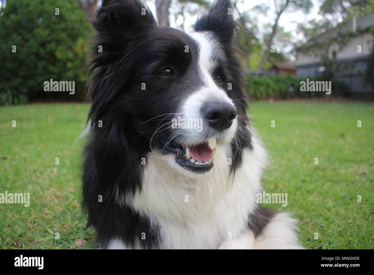 Una razza in bianco e nero Border Collie sorridente Foto Stock