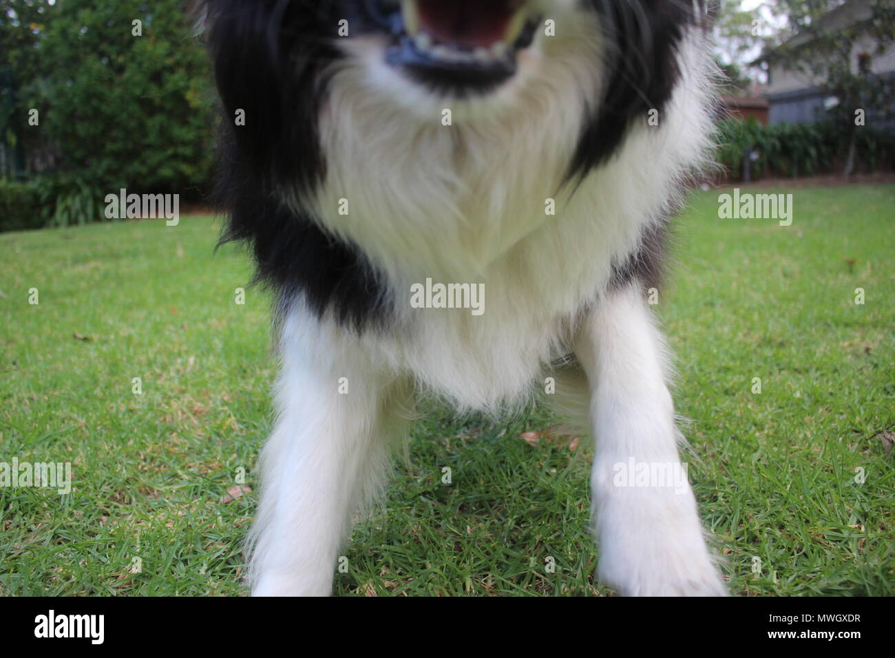 Una razza in bianco e nero Border Collie attaccando la telecamera Foto Stock