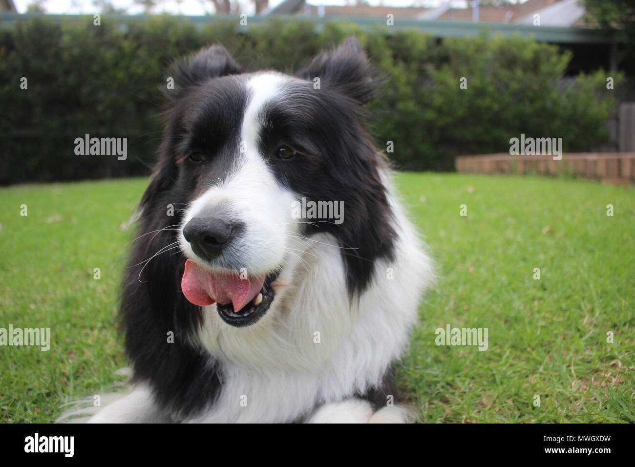 Una razza in bianco e nero Border Collie leccare le sue labbra Foto Stock