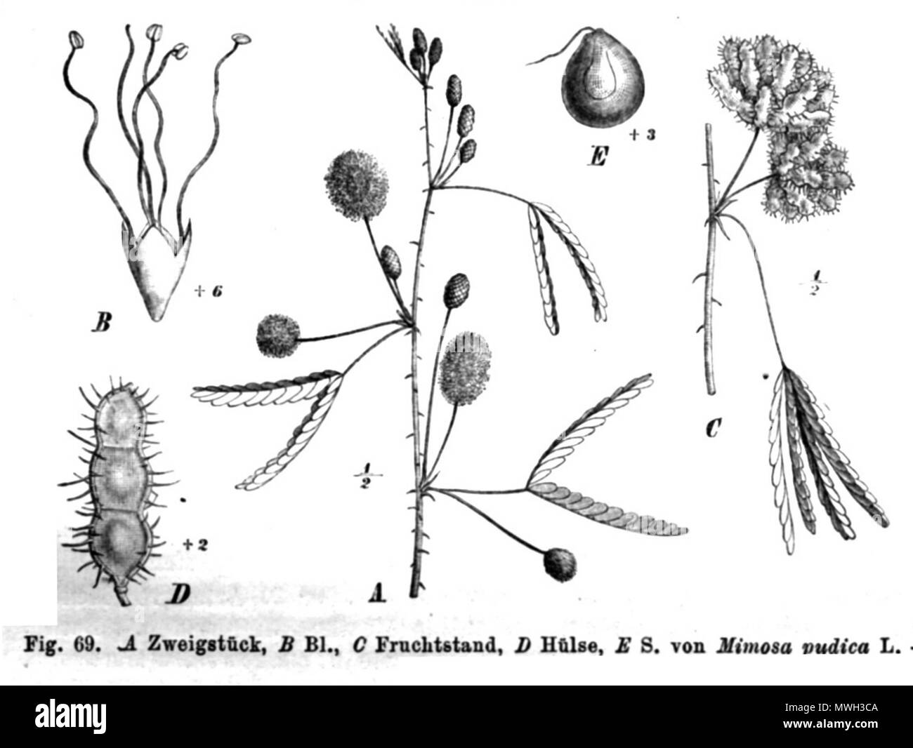 . Illustrazione dal libro . 1891. Paolo Hermann Wilhelm Taubert (1862-1897) 417 Mimosa pudica Taub69a Foto Stock
