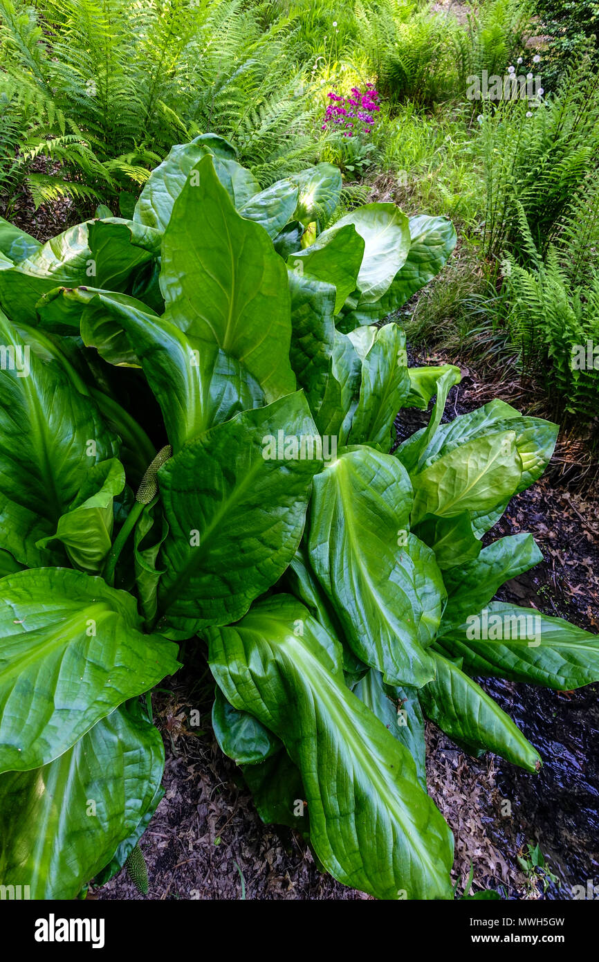 Foglie grandi, cavolo americano skunk, Lysichiton americanus coltivando in suolo umido Foto Stock