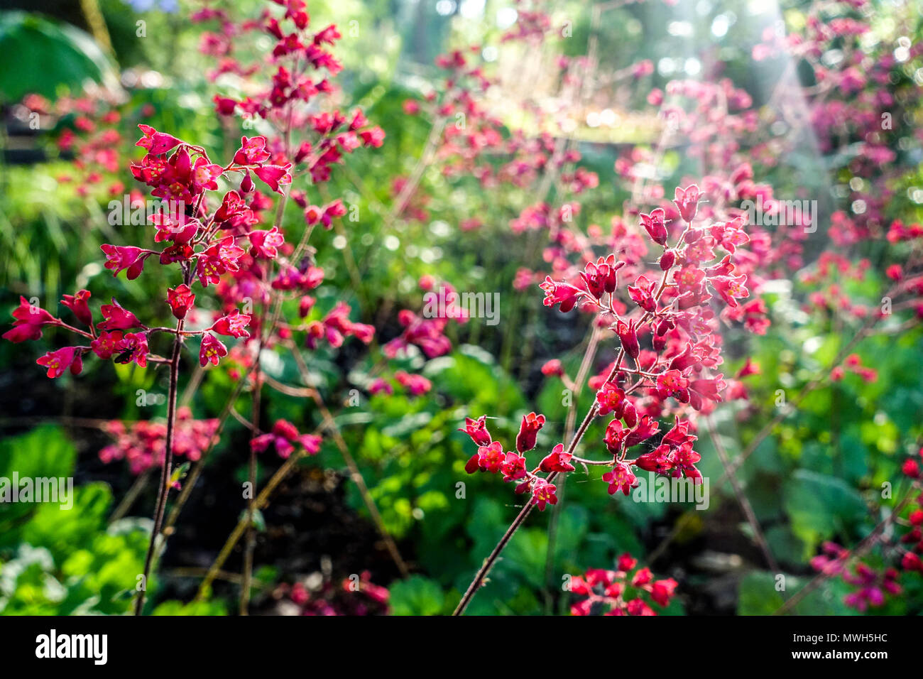 Red Heuchera Paris Heuchera Flowers Garden Shady Spring Morning Light May Hardy Coral Bells Heucheras Fiore retroilluminato Red Green Scene piante perenni Foto Stock
