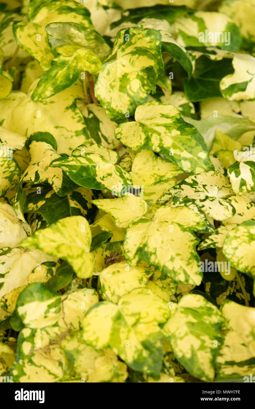 Hedera helix 'idas Touch' Foto Stock