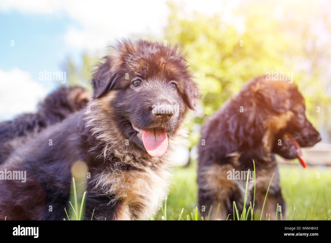 Due cuccioli di pastore tedesco divertirsi sul prato verde nella giornata di sole Foto Stock