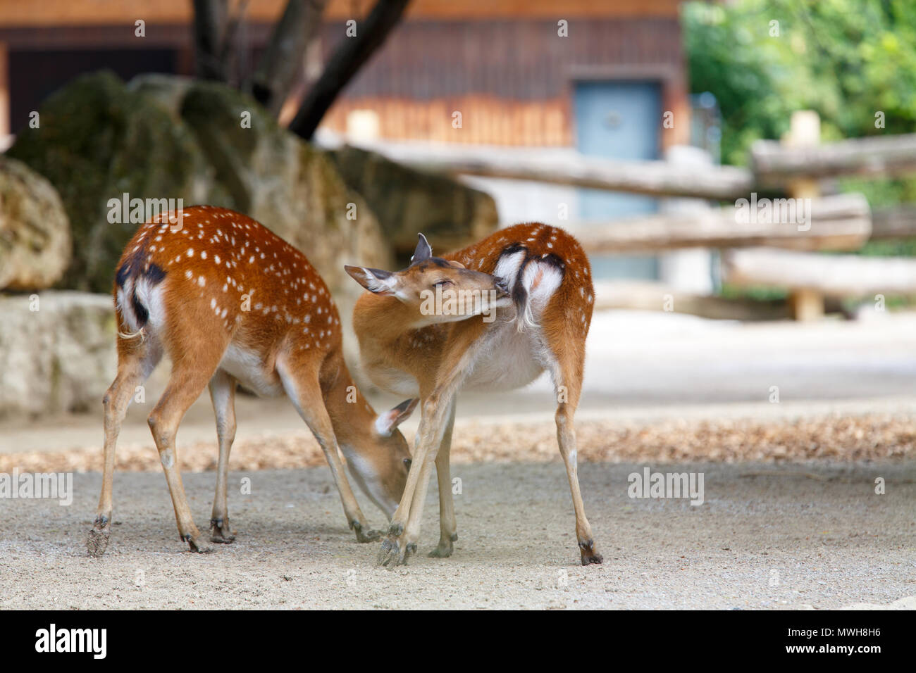 Coppia di cervi sika nel giardino zoologico, Cervus nippon pseudaxis Foto Stock