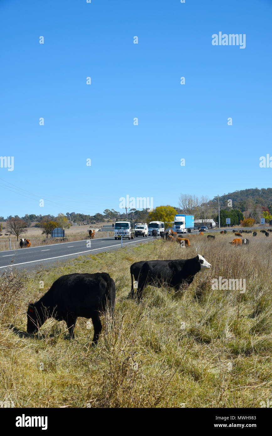 Il pascolo di bestiame a lato dell'autostrada Gwydir a Inverell vicino a Glen innes nel Nuovo Galles del Sud, Australia a causa della siccità forzare questo Foto Stock