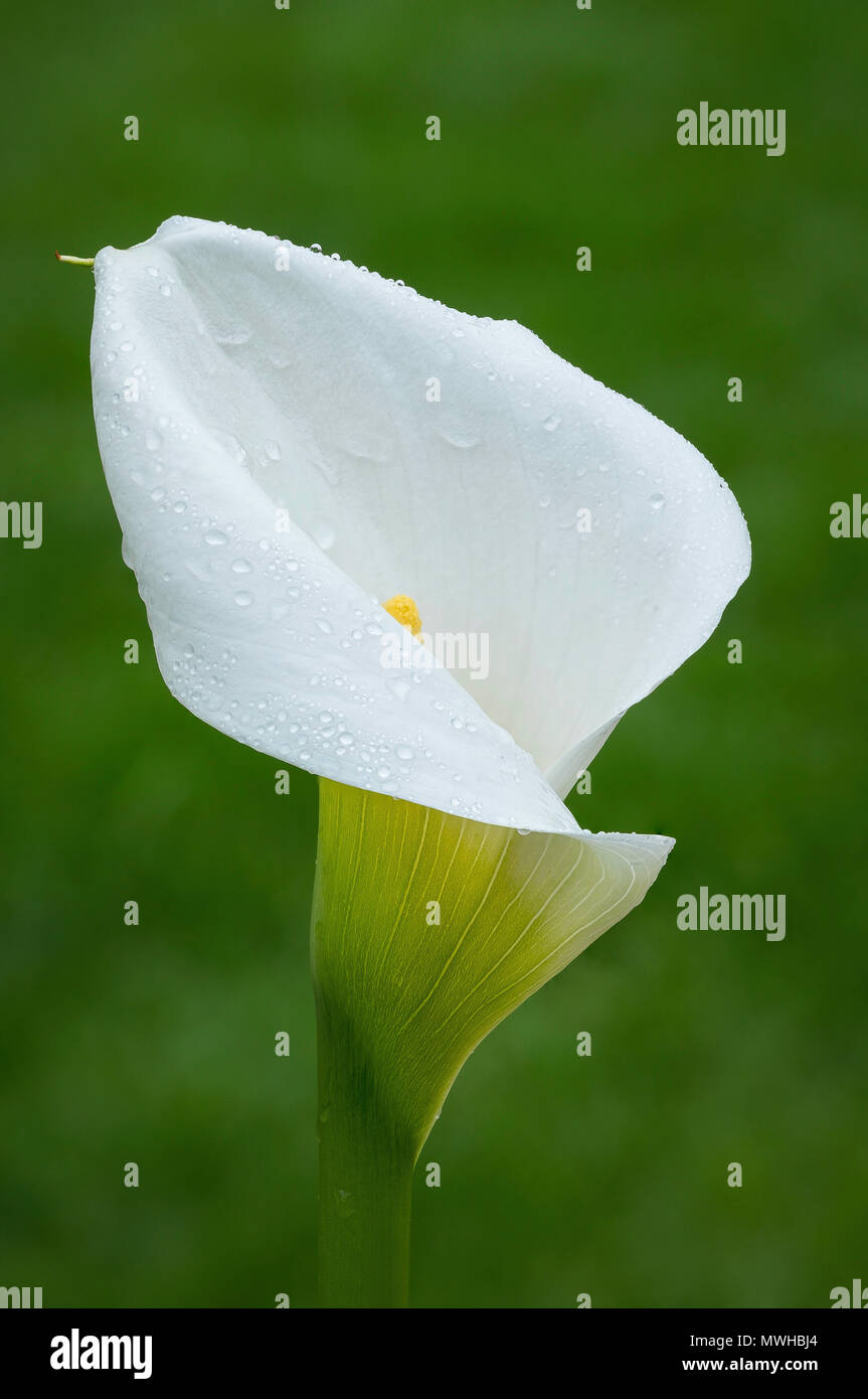 Calla Lily fiore. Foto Stock