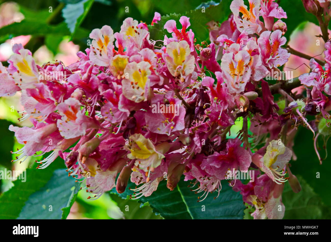 Close up di rosso ippocastano, Aesculus hippocastanum o Conker albero con fiori e foglie, Sofia, Bulgaria Foto Stock
