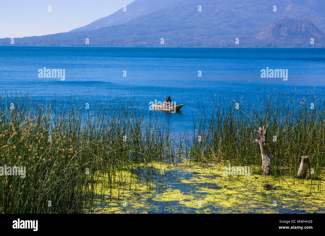 Veduta esterna di totora acquatica di piante al bordo del lago, con il pescatore non identificato in un piccolo barche nel lago Atitlan, con San Pedro vulcano in background Foto Stock