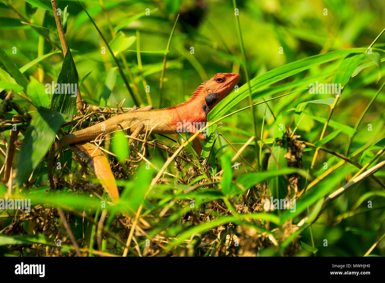 Giardino in comune una lucertola, giardino orientale lizard o modificabili lizard (Calotes versicolor), Satchari National Park, Habiganj, Bangladesh Foto Stock