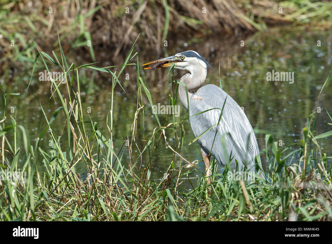 Airone blu (Ardea erodiade) le catture di pesce in mica Bay a nord di Idaho. Foto Stock