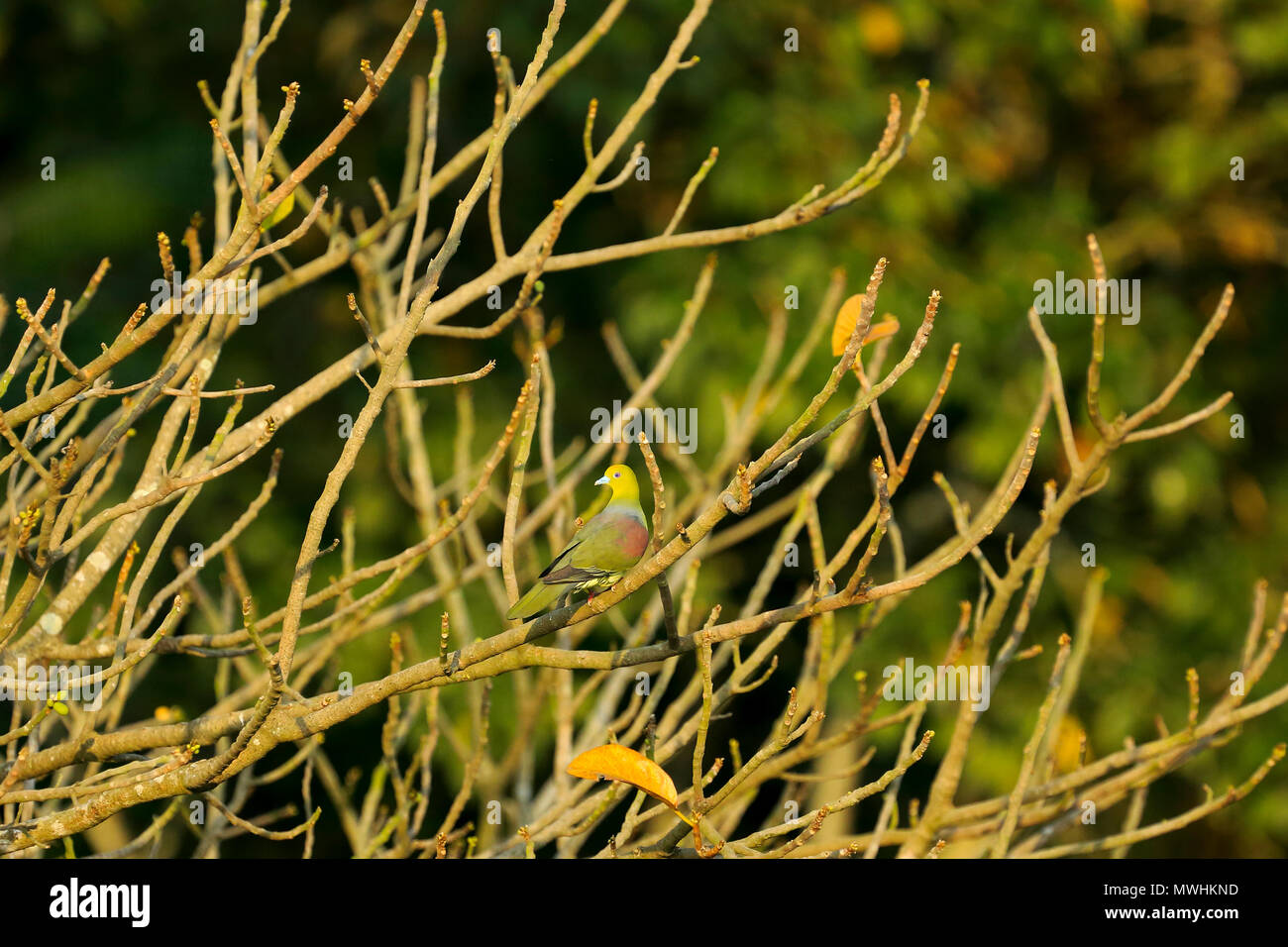 Pompadour Green Pigeon, Satchari National Park, Habiganj, Bangladesh Foto Stock