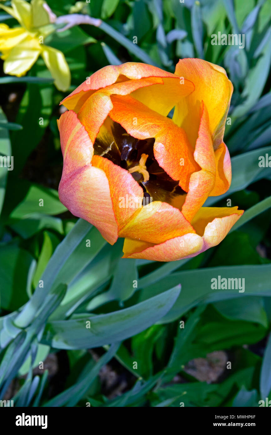 Tulipano giallo con red blush, vista dall'alto Foto Stock