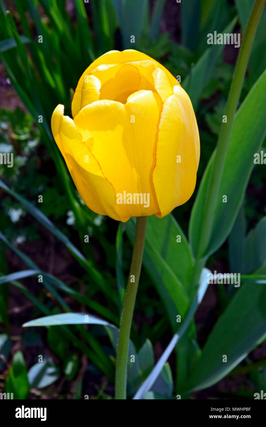 Shiny tulipano giallo in presenza di luce solare Foto Stock