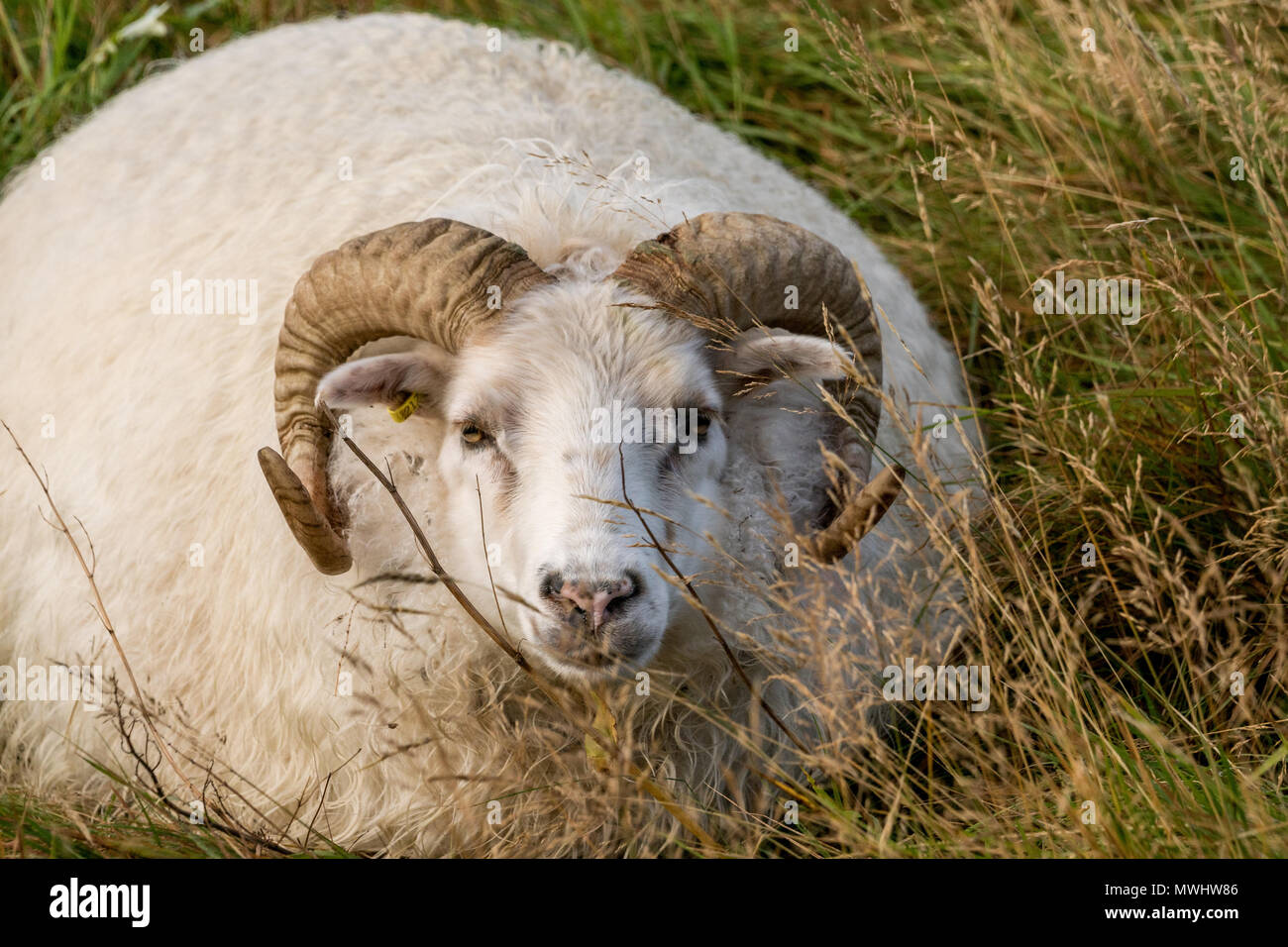 Icelandic Sheep su un prato vicino a Vik Foto Stock