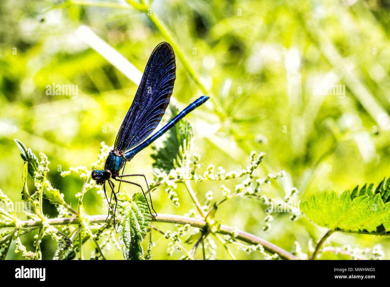 Blue Dragon-Fly Foto Stock