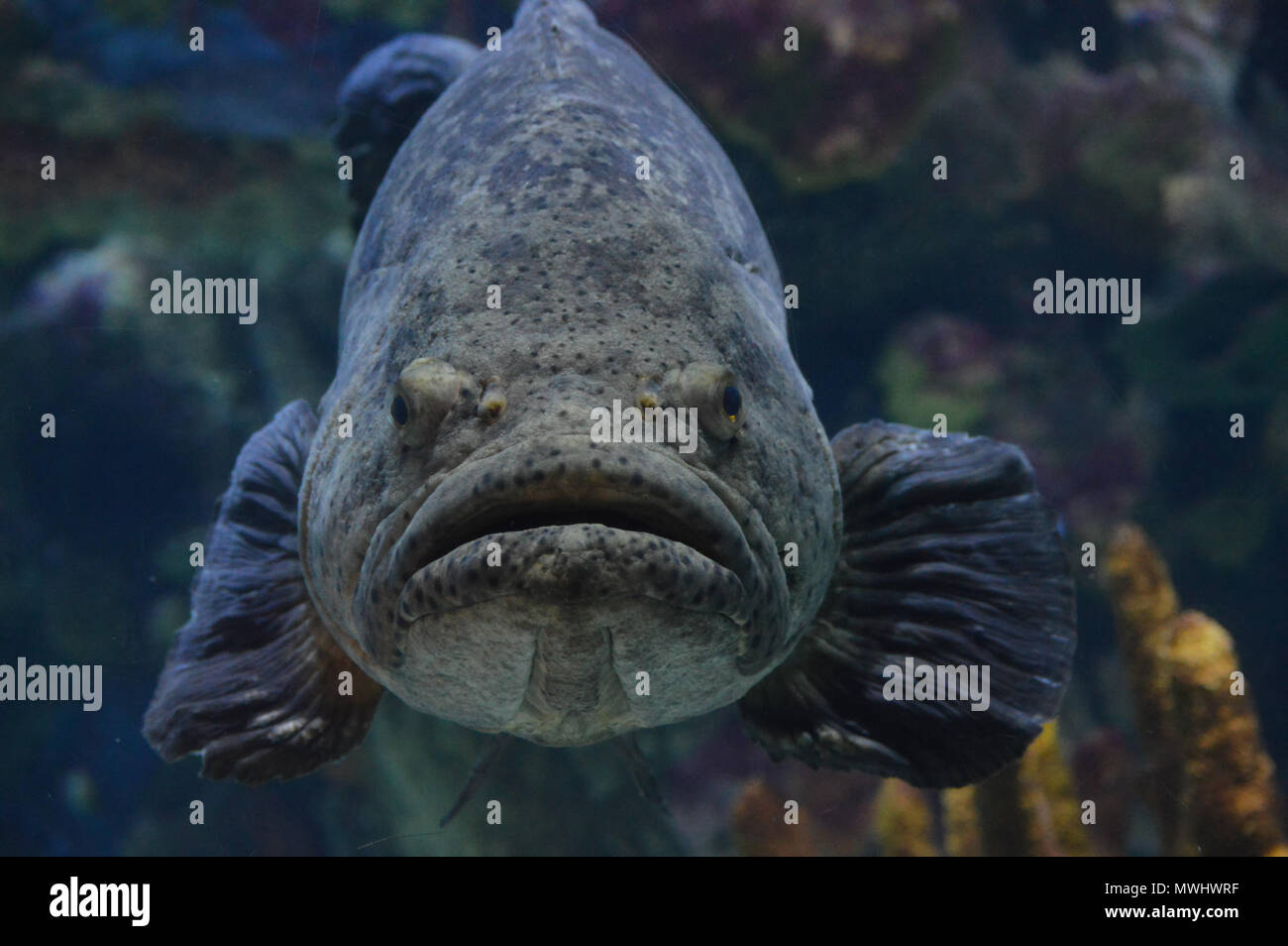 Pesce cernia nuoto sott'acqua Foto Stock