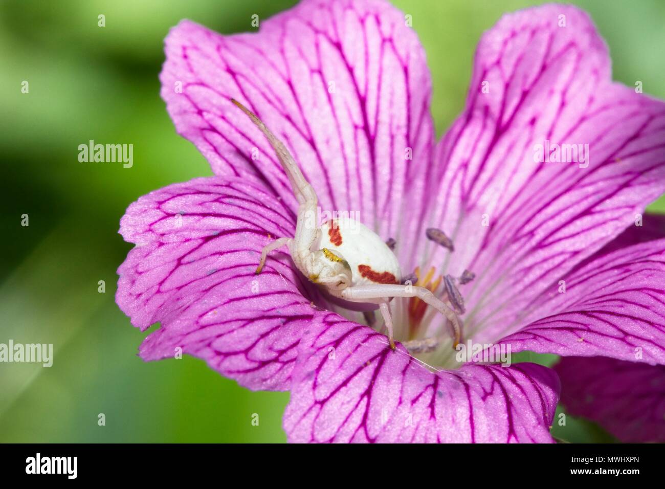 Il ragno granchio (Misumena vatia) sul fiore di geranio, East Sussex, Regno Unito Foto Stock