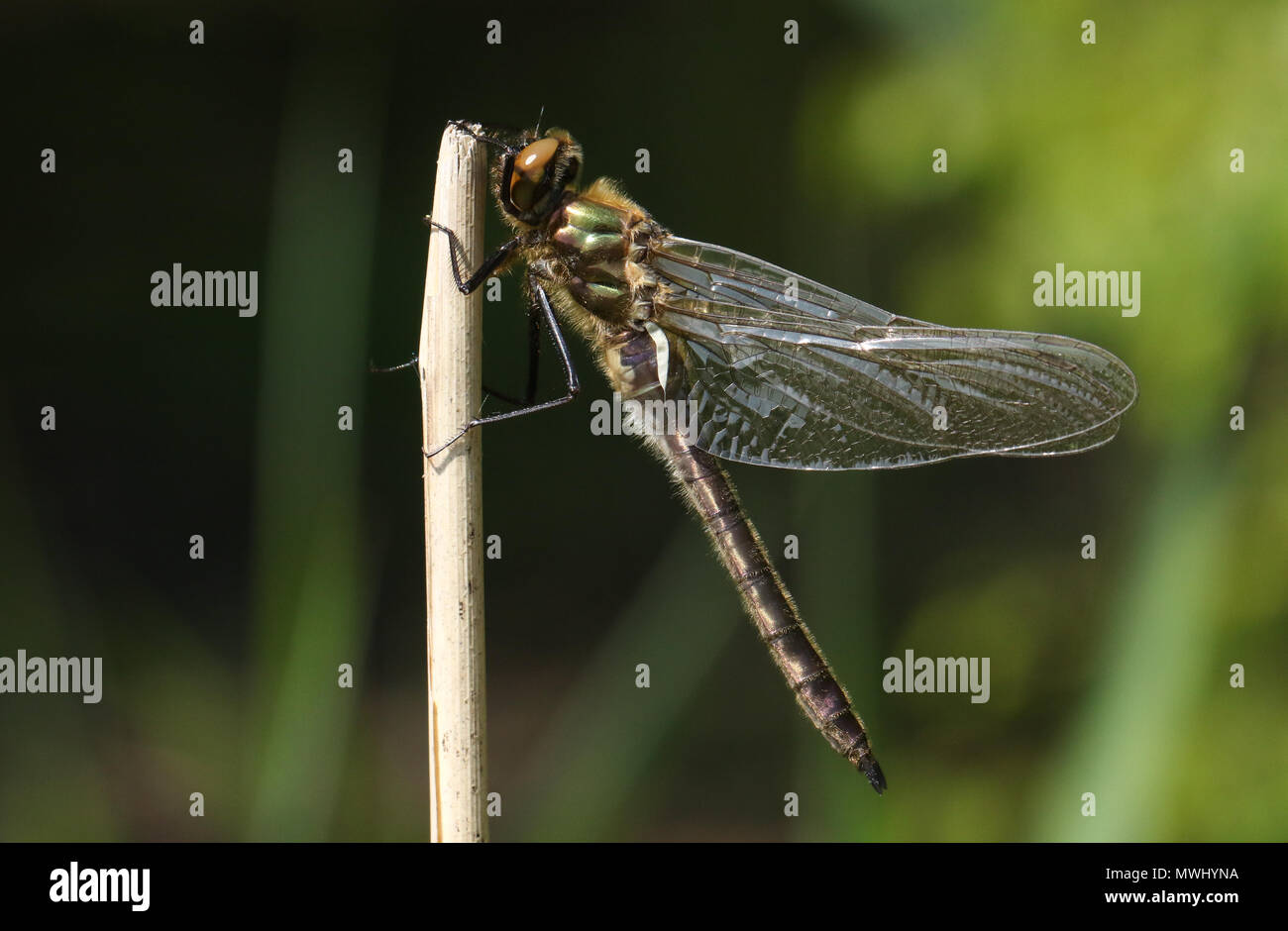 Un incredibile rare emerse di recente roverella libellula Smeraldo (Cordulia aenea) appollaiate su un ramoscello a lato di un laghetto. Foto Stock
