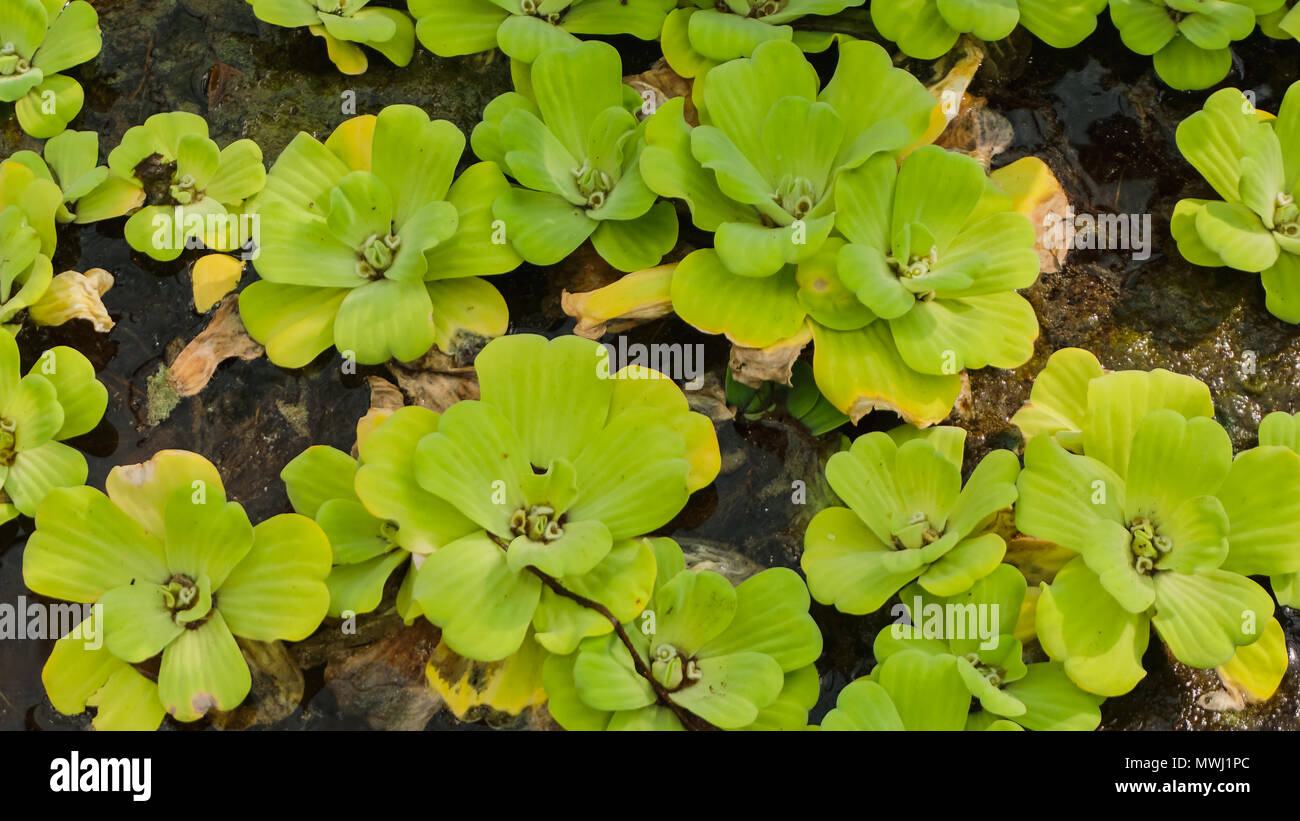 Belle immagini di fiori in un giardino enorme Foto Stock
