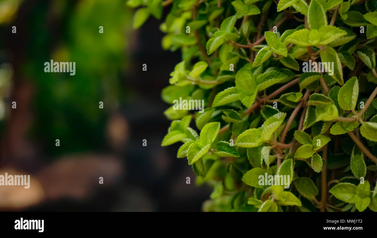 Belle immagini di fiori in un giardino enorme Foto Stock