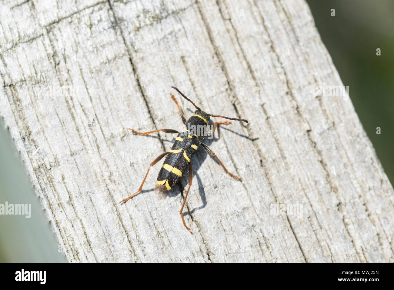 Una vespa Beetle (Clytus arietis) su un palo di legno Foto Stock