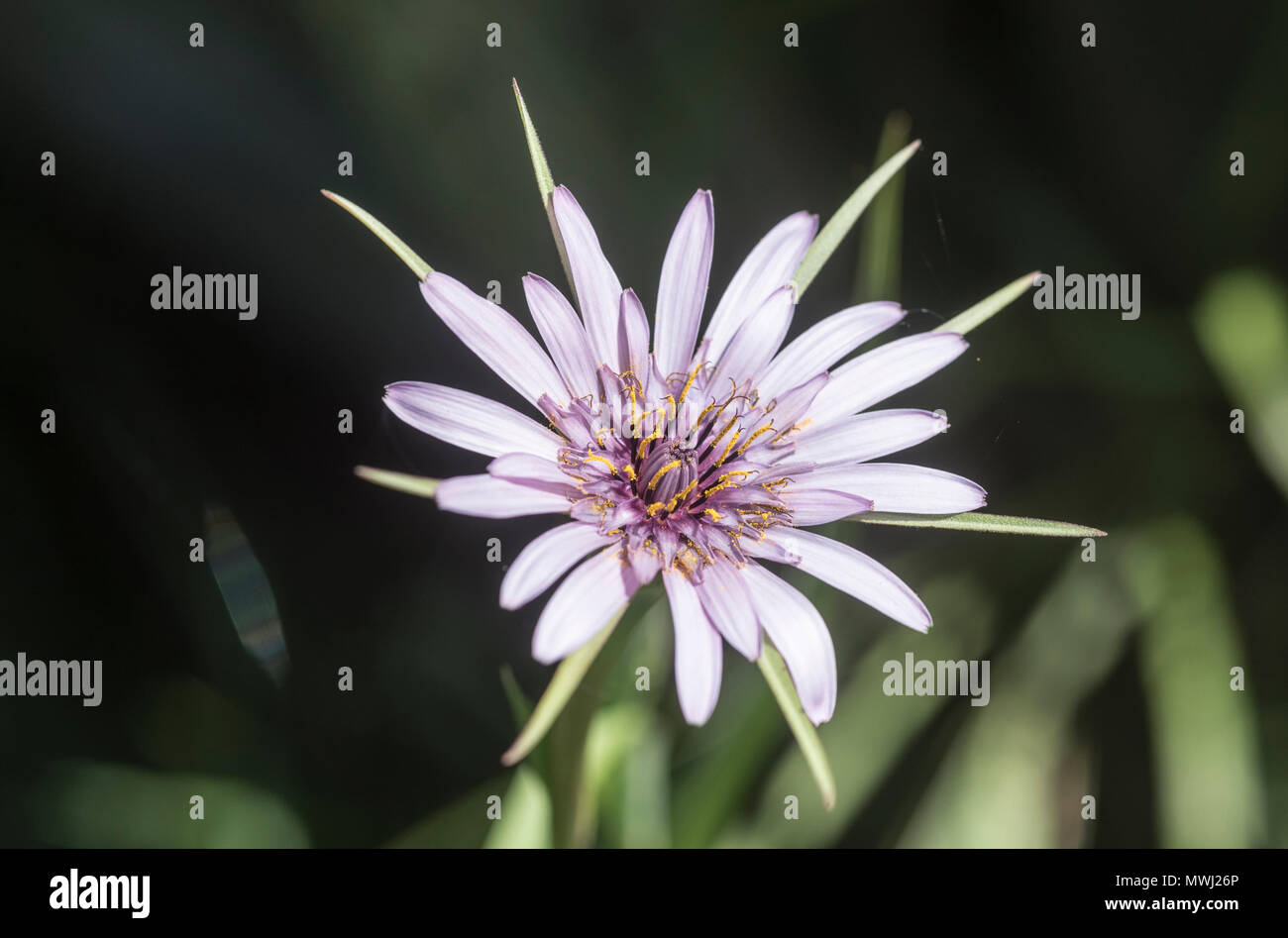 Salsefrica (Tragopogon porrifolius) fiore Foto Stock