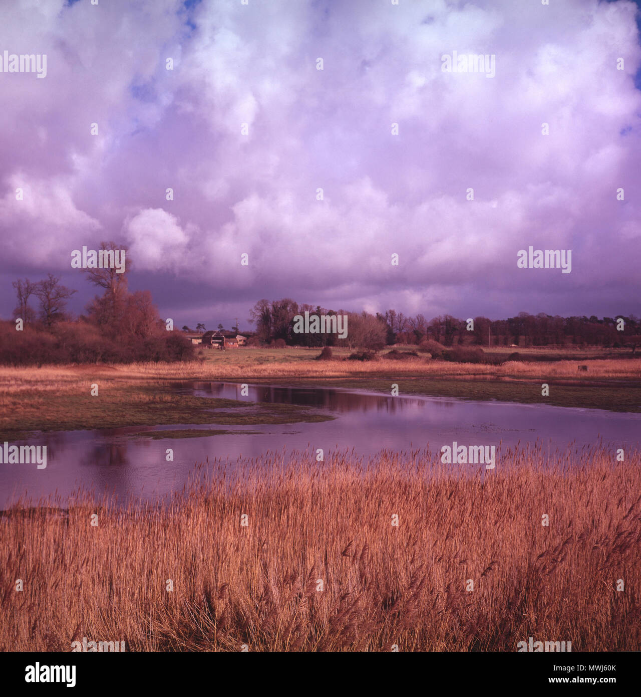 Canne paesaggistiche nuvole di cumulus palude salate, fiume Butley Creek, Suffolk, Inghilterra, Regno Unito - colore magenta fuso Foto Stock