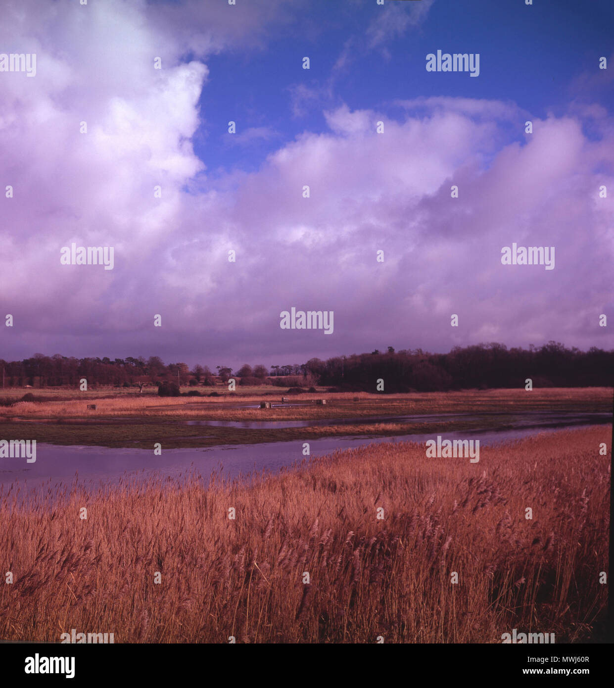Canne paesaggistiche nuvole di cumulus palude salate, fiume Butley Creek, Suffolk, Inghilterra, Regno Unito - colore magenta fuso Foto Stock