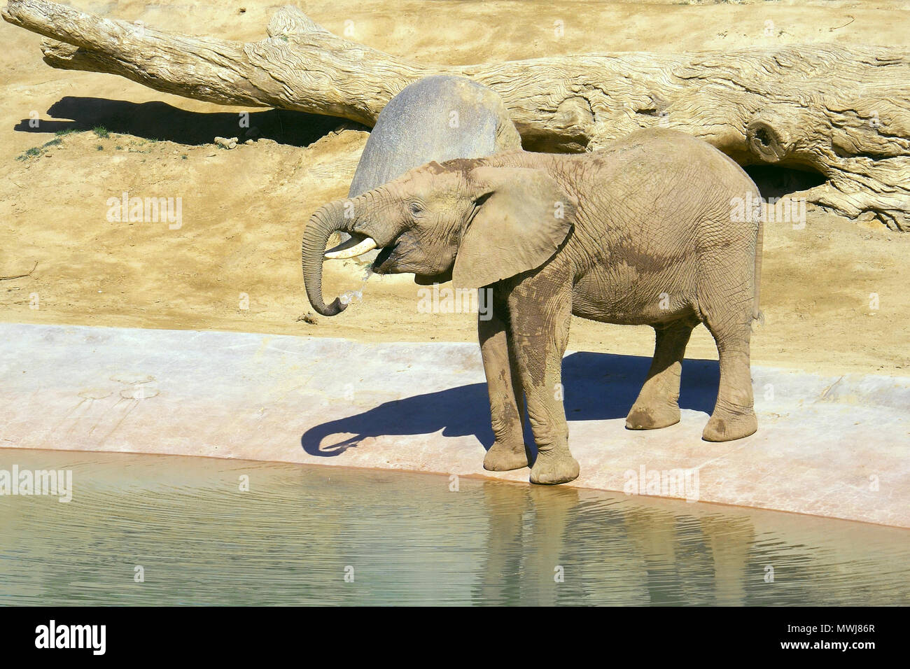 Elephant è acqua potabile presso il foro di irrigazione Foto Stock