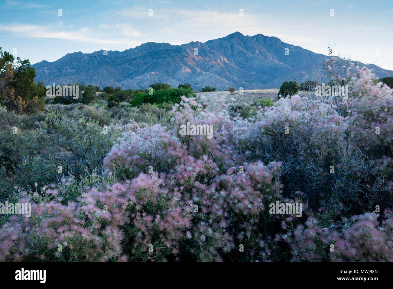 Pennacchio di Apache, (Fallugia paradoxa), Sierra ladrones, Socorro co.,Nuovo Messico, Stati Uniti d'America. Foto Stock