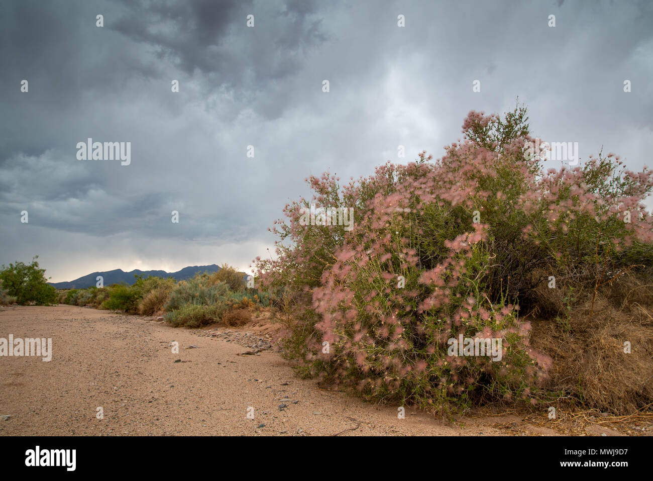 Pennacchio di Apache, (Fallugia paradoxa), Sierra ladrones, Socorro co.,Nuovo Messico, Stati Uniti d'America. Foto Stock