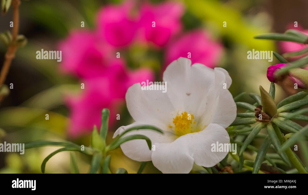 Belle immagini di fiori in un giardino enorme Foto Stock