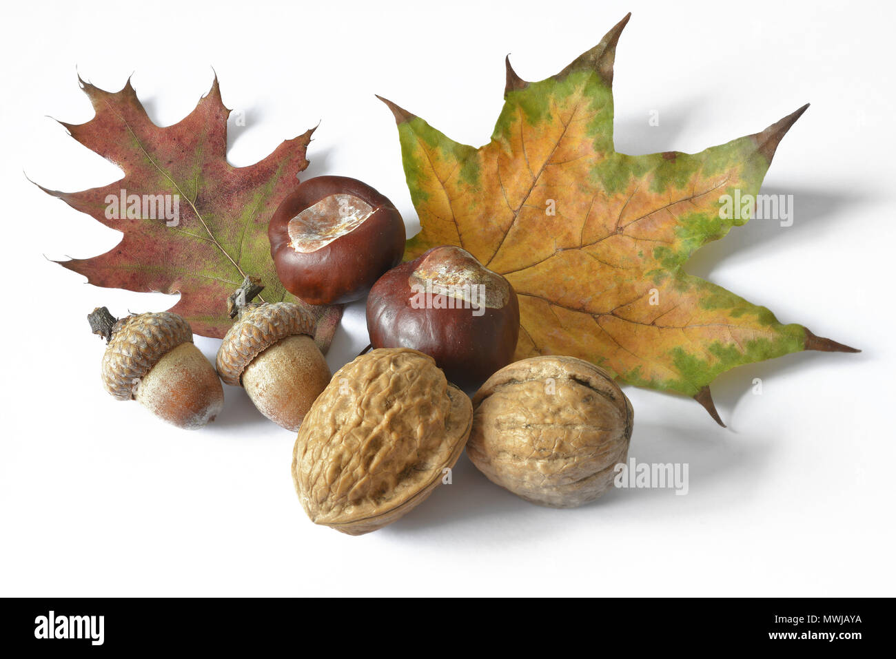 Decorazione autunnale su sfondo bianco Foto Stock