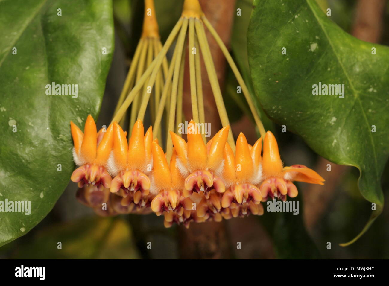 Hoya praetorii Foto Stock