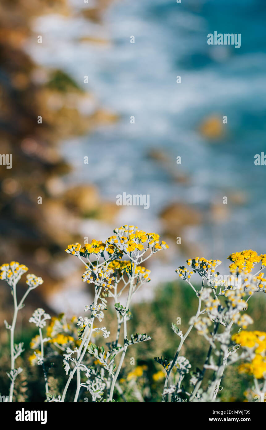 Le erbacce e fiori con l'oceano sfocata come sfondo. Foto Stock