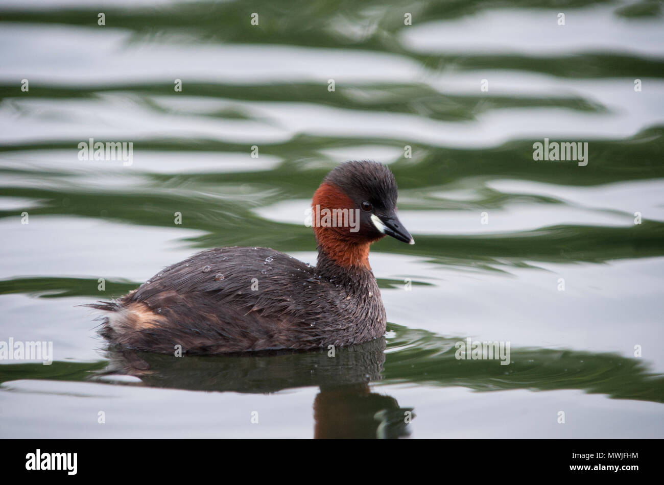 Maschio adulto Tuffetto (Tachybaptus ruficollis), noto anche come dabchick, sull'acqua, Walthamstow zone umide, London, Regno Unito Foto Stock