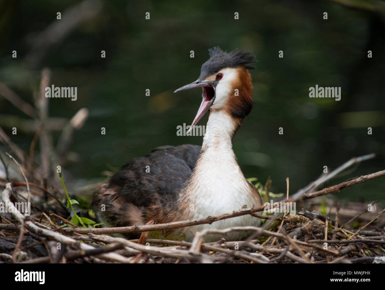 Svasso maggiore (Podiceps cristatus), Walthamstow serbatoi, London, Regno Unito Foto Stock