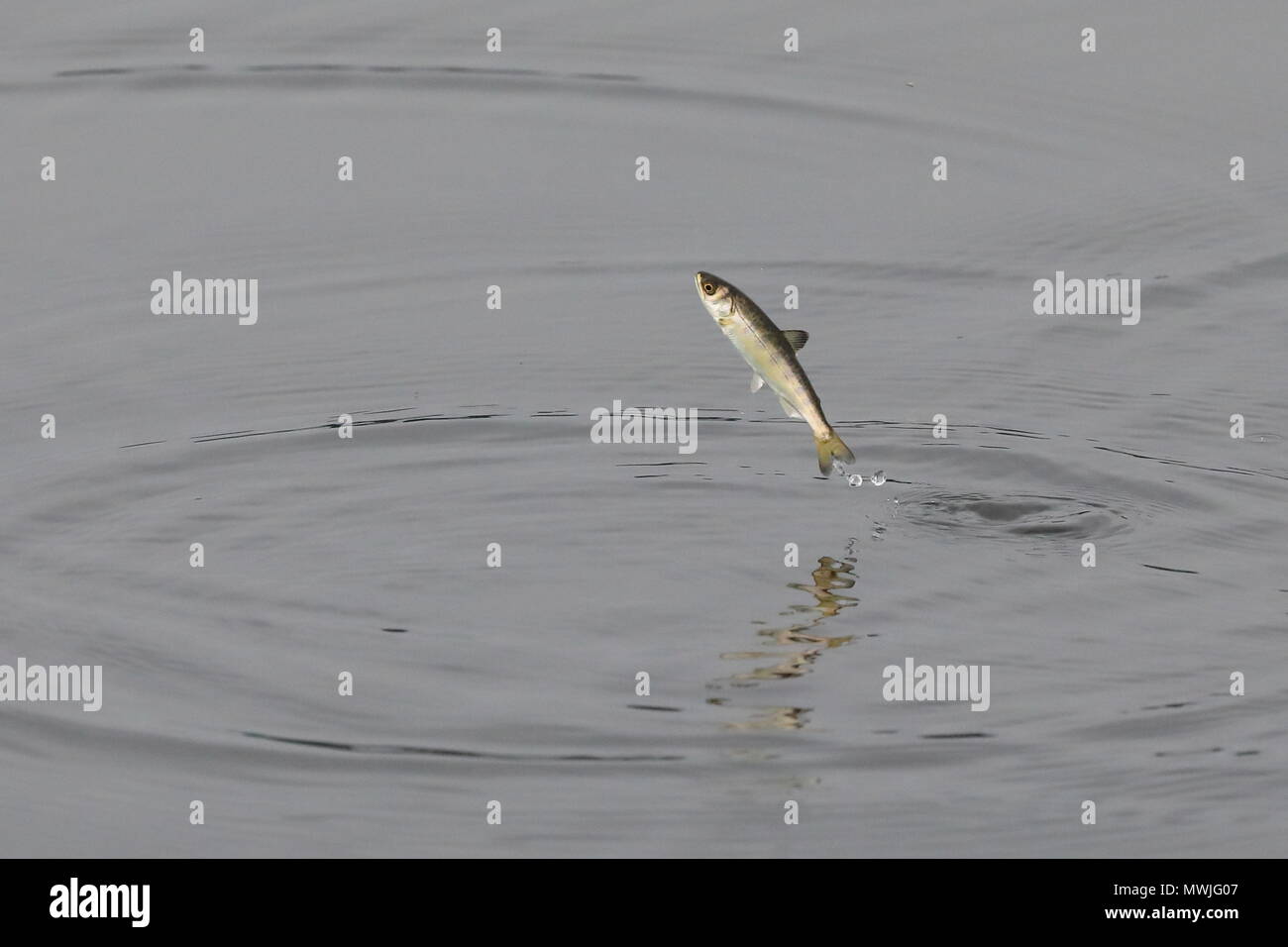 Il salto di pesce per insetti Foto Stock