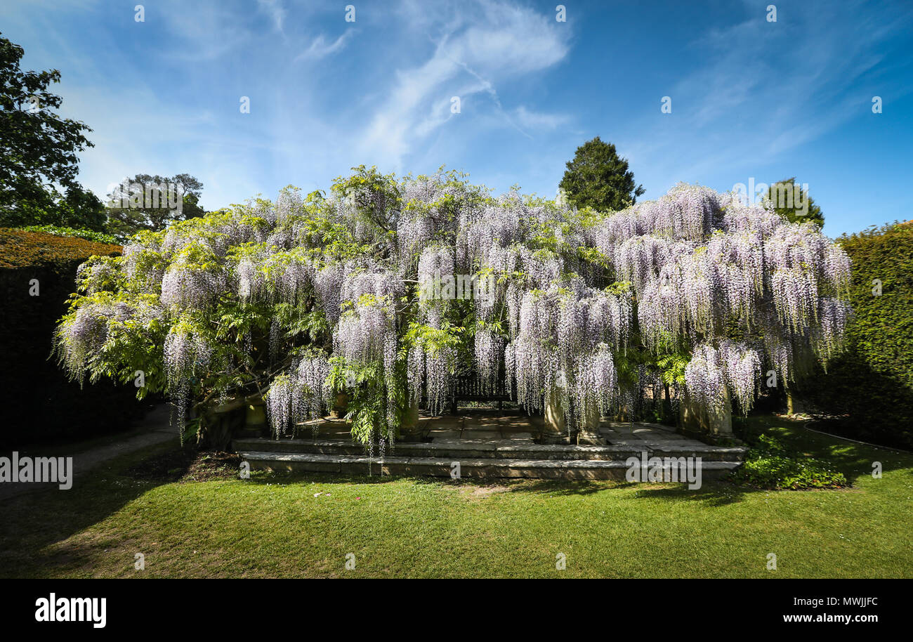 Il Glicine floribunda 'Macrobotrys' albero in fiore a Exbury Gardens Hampshire, Regno Unito Foto Stock
