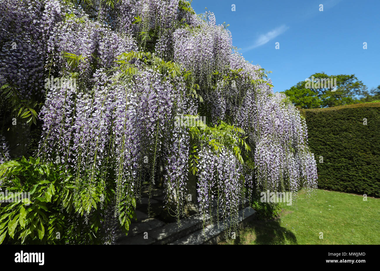 Il Glicine floribunda 'Macrobotrys' albero in fiore a Exbury Gardens Hampshire, Regno Unito Foto Stock