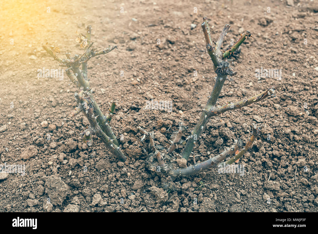 Potatura rose bush in primavera. Rosa ritagliata bush. In stile vintage. Foto Stock