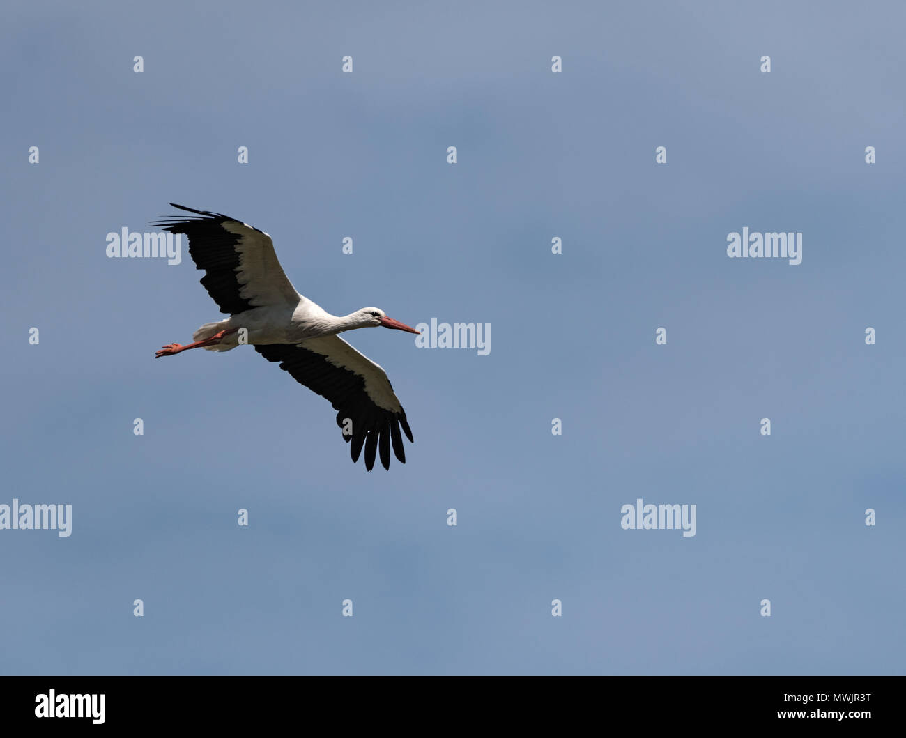 Una cicogna bianca (Ciconia ciconia) volare al di sopra della riserva naturale Kuehkopf, Hesse, Germania Foto Stock