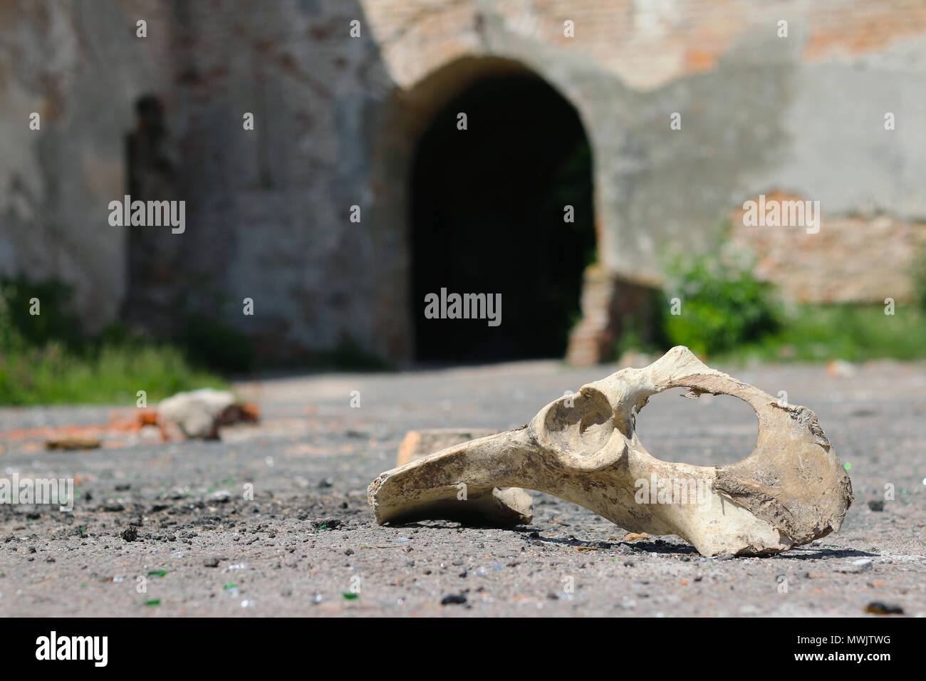 Cranio di cavallo in rovine del castello Foto Stock