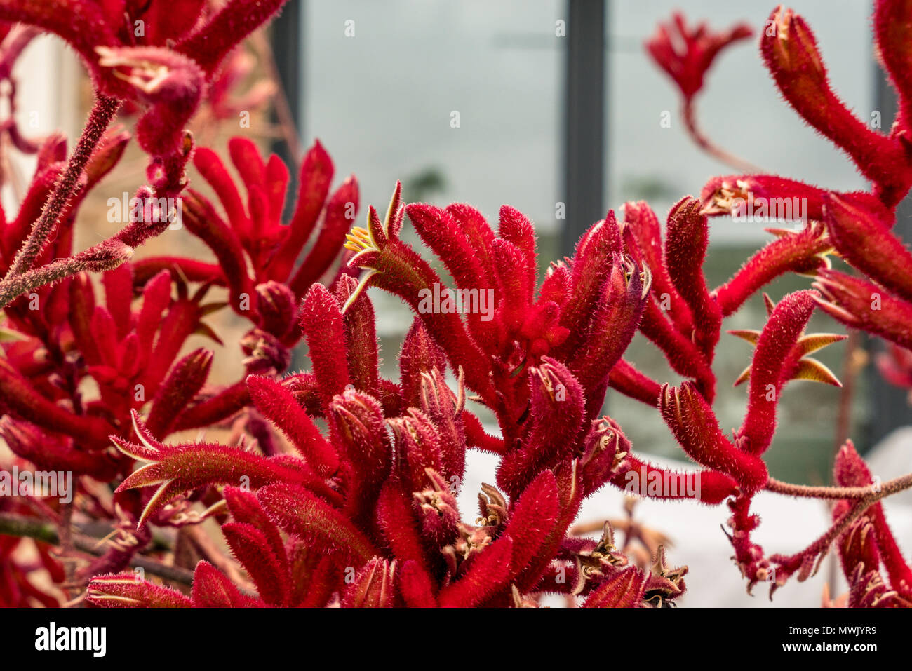 Immagini di piante succulente e diverse piante di flowering trovati sull Isola Balboa, CA. Foto Stock