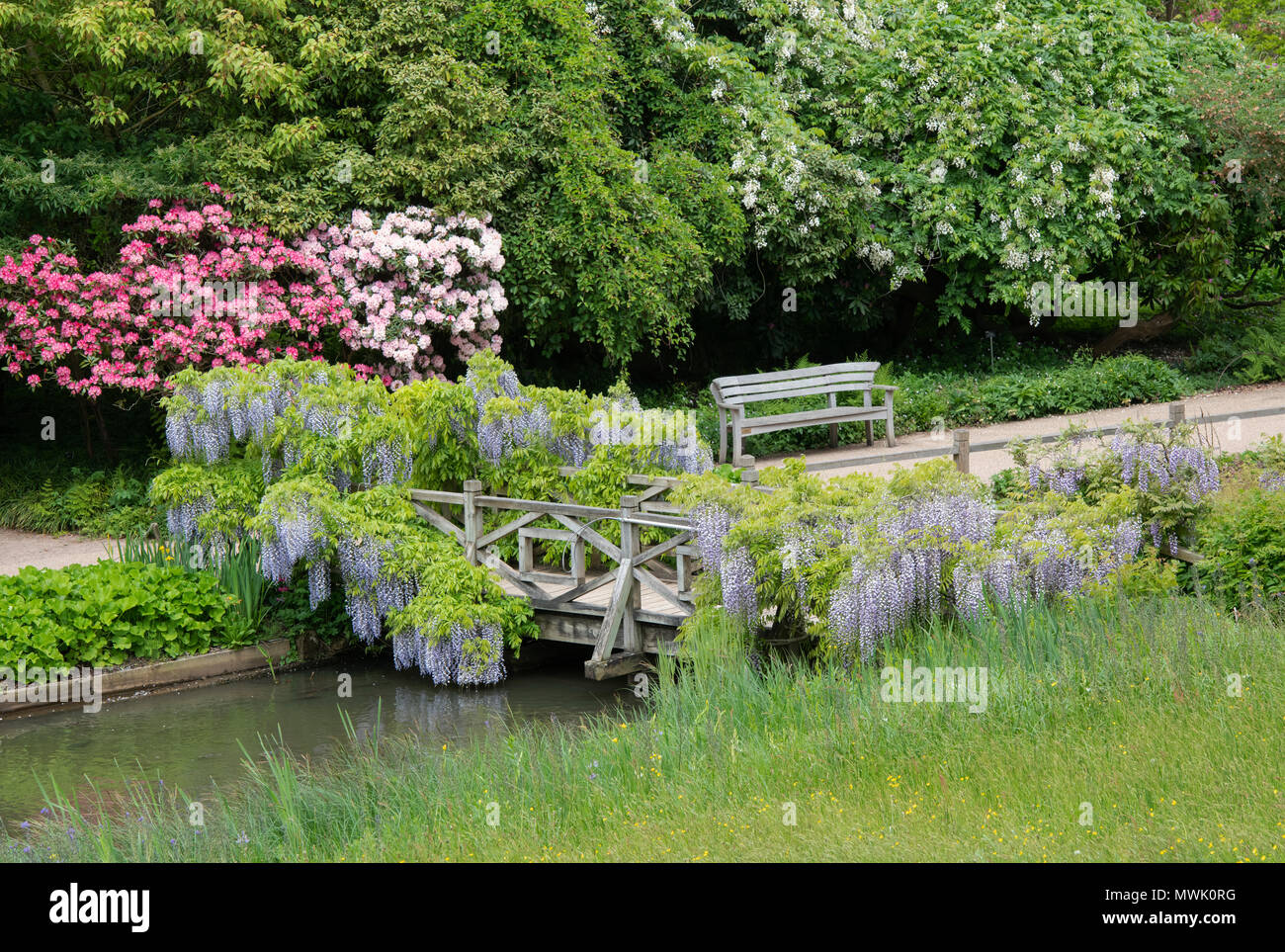 Il Glicine Floribunda a copertura di un piede di legno ponte di RHS Wisley Gardens, Surrey, Inghilterra Foto Stock