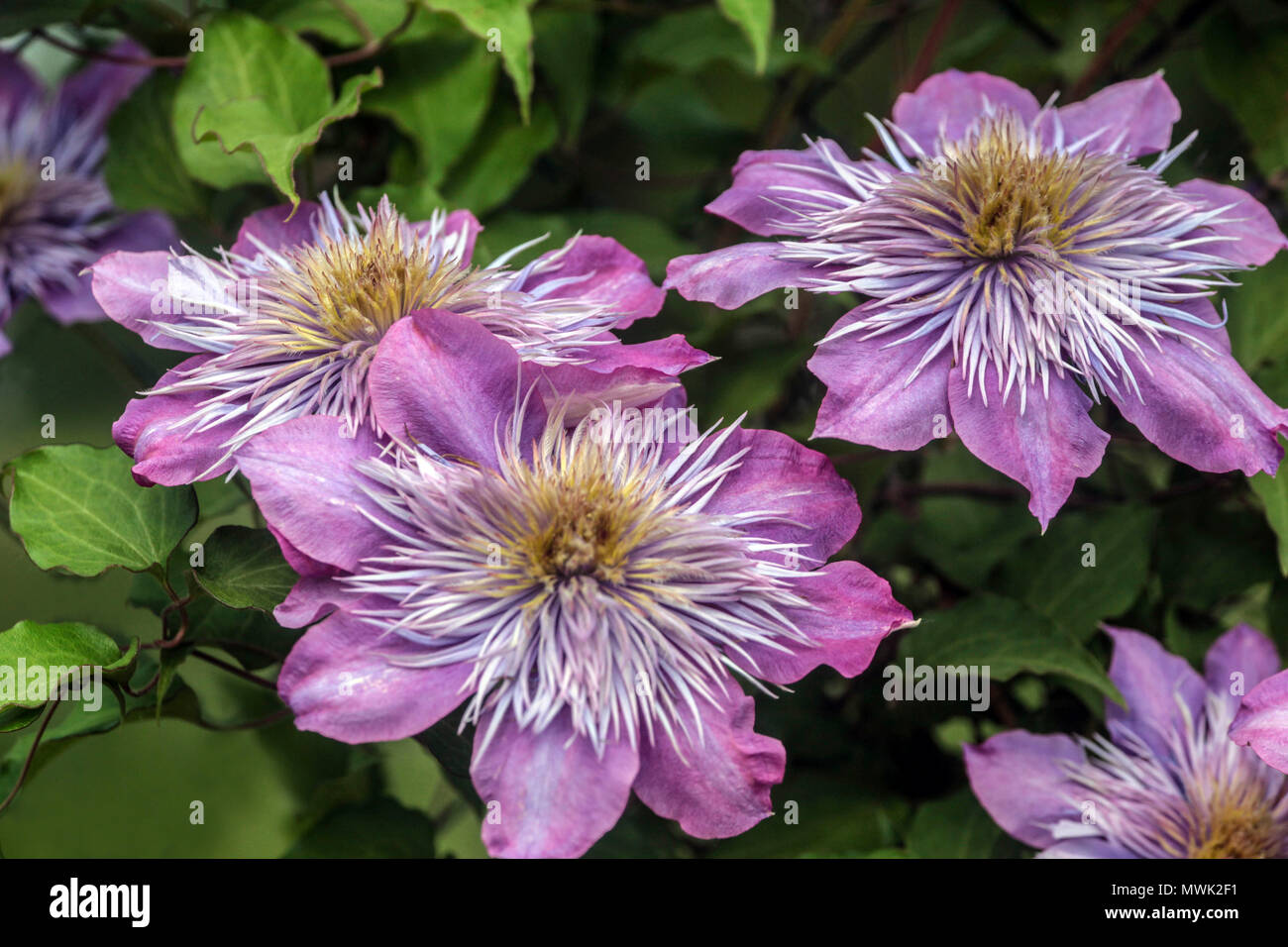 Fioritura la clematide ' Fontana di Cristallo ' Foto Stock
