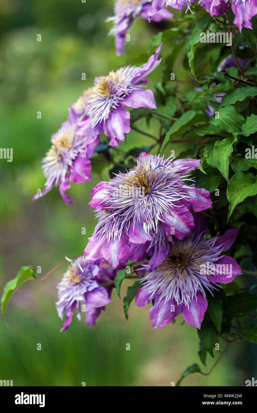 Clematis Fontana di cristallo impianto Foto Stock