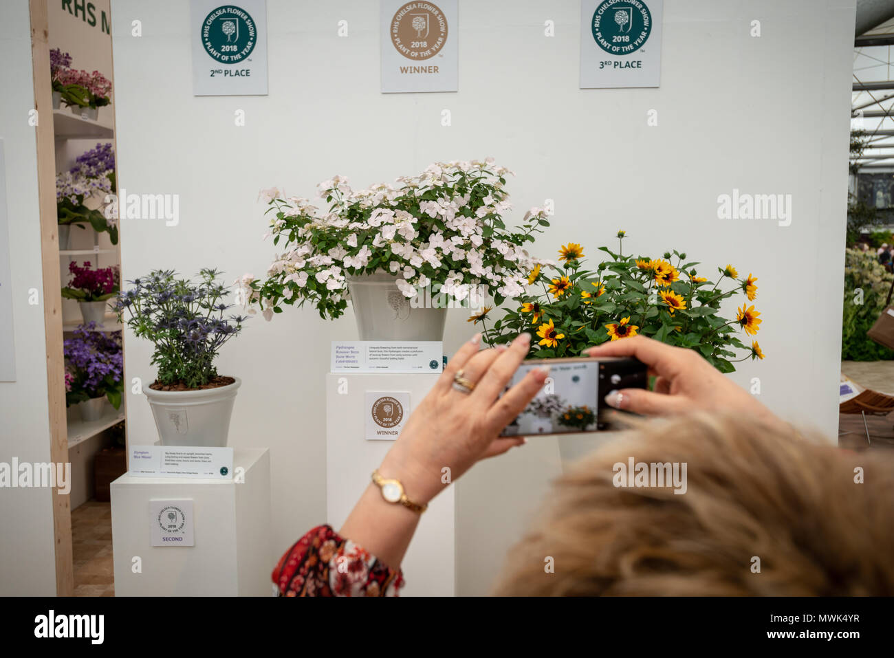 Un visitatore scatta una fotografia di RHS Chelsea impianto dell'anno 2018, una Hydrangea Runaway sposa caduta di neve, (centro della fotografia) al Chelsea Flo Foto Stock